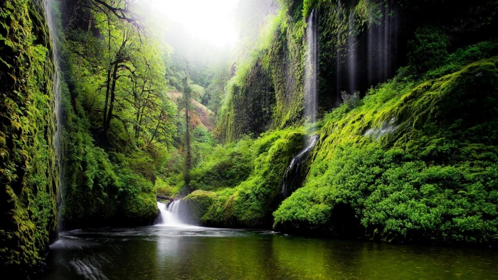 pc nature beauty tree forest plant water scenics 2k