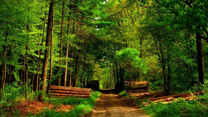 Timber Forest path logs nature and landscapes 2k