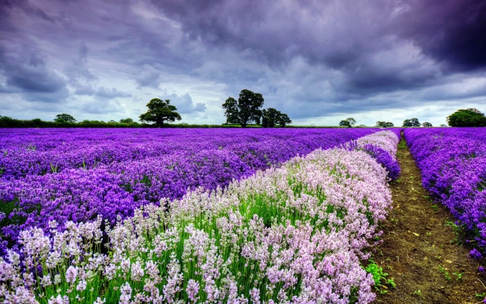 windows backgrounds nature for pc purple flower 2k