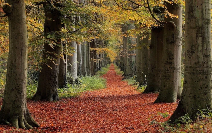 yellow leafed trees nature landscape red leaves path fall 2k