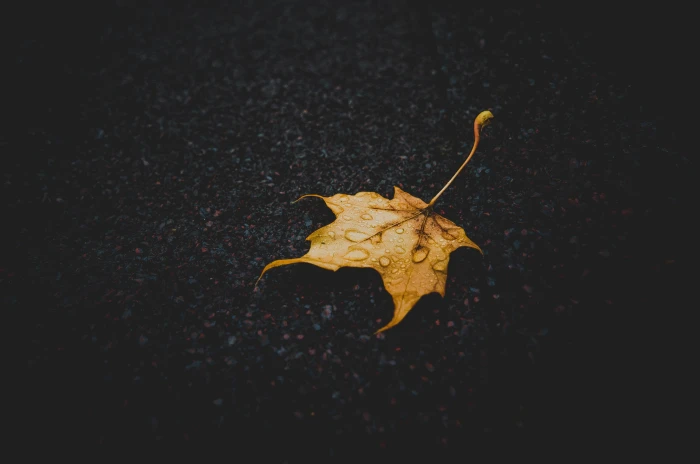 yellow maple leaf leaves water drops nature closeup fall 2k 4k 5k