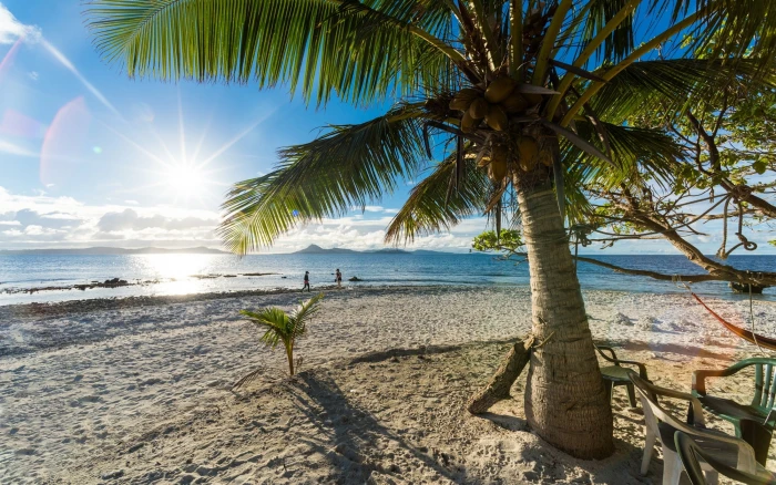 coconut tree nature landscape palm trees beach sand sea 2k