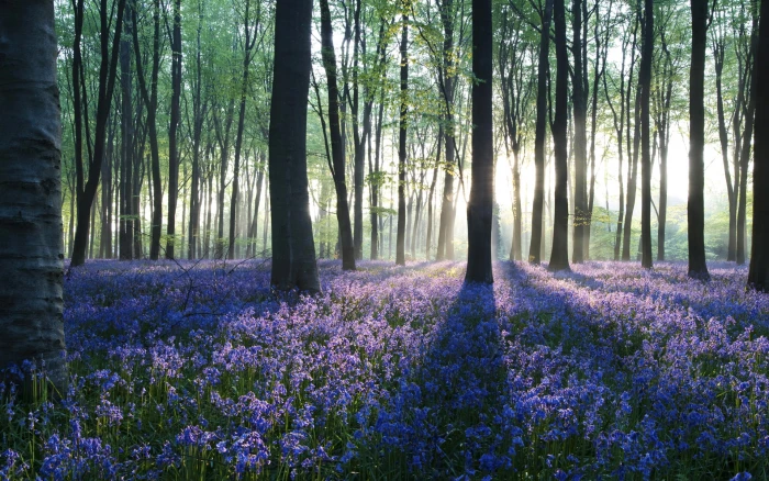 Dawn in Forest HD lavender field nature landscape 2k
