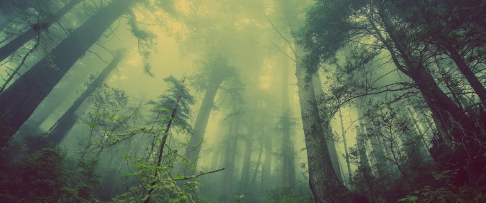 green leafed trees landscape forest mist nature plant beauty in 2k
