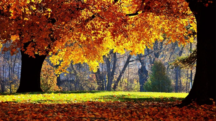 orange leafed trees leaves fall nature autumn 2k