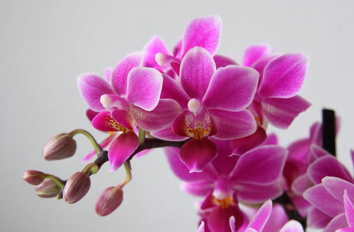 pink petaled flowers phalaenopsis orchid nature 2k