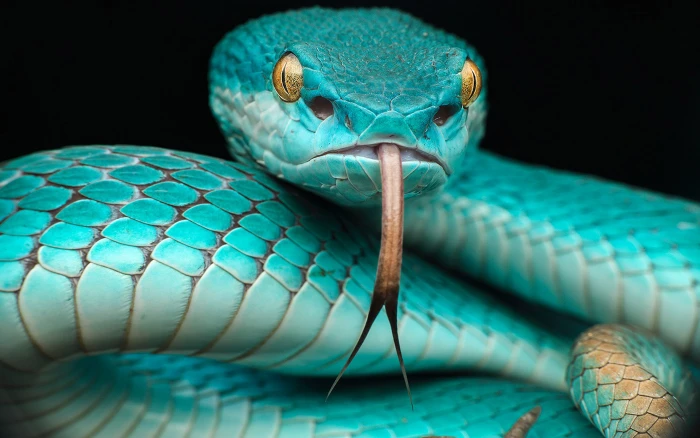 Trimeresurus Albolabris Insularis Reptile Japanese Blue Poison Snake In Indonesia And East Timor Hd Wallpapers For Desktop Mobile Phones Laptop 2k 4k