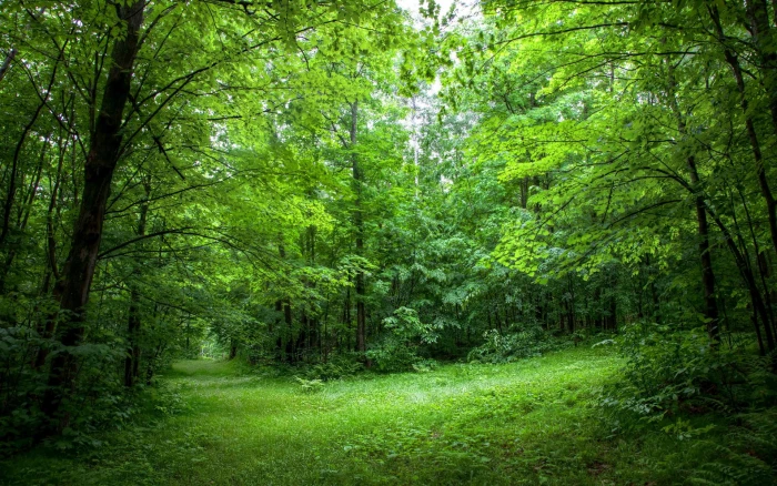 backgrounds for computer nature 2k