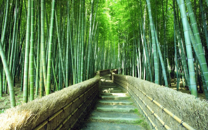 Bamboo Forest Green Nature 2k