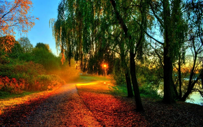 Beautiful autumn scenery morning sunrise trees leaves path 2k