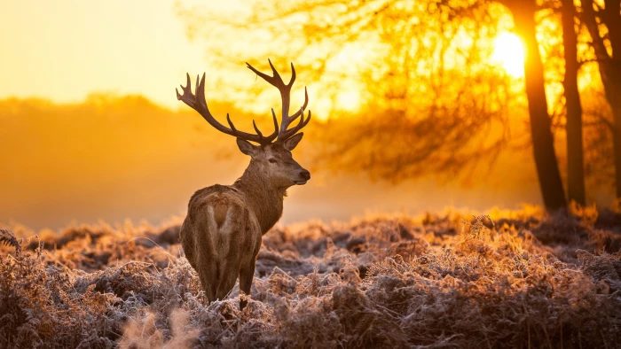 brown deer nature animals trees sunset in the wild 2k 4k