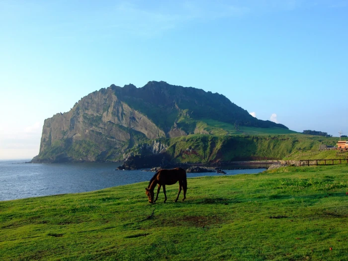brown horse on grass field near body of water jeju korea seashore 2k