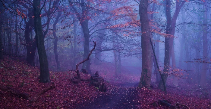 brown leaf trees nature landscape forest path fall leaves 2k