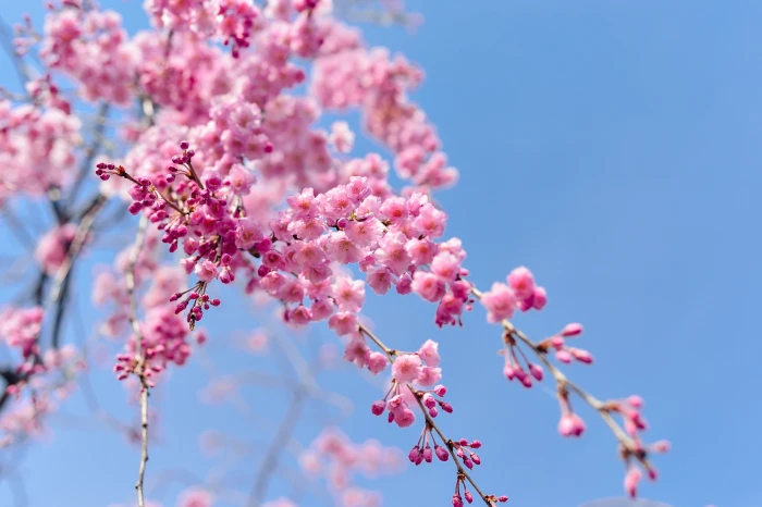 cherry blossom trees japan landscape spring plant blue sky 2k 4k 5k