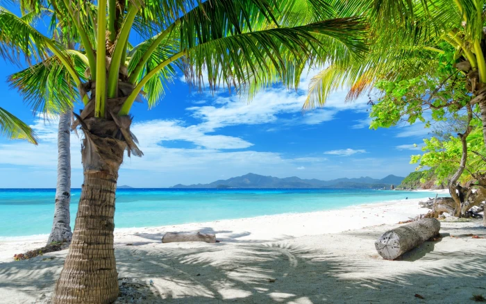 coconut tree landscape beach tropical sea water sky beauty in nature 2k