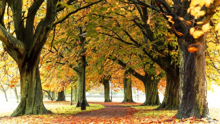 for desktop nature scenes beautiful scenery tree 2k