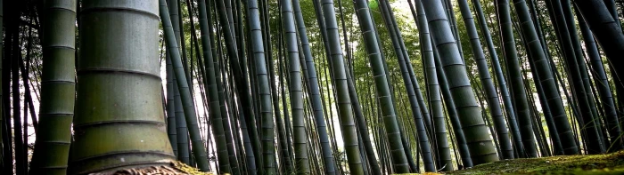 forest bamboo multiscreen Nature Forests HD Art 2k 4k