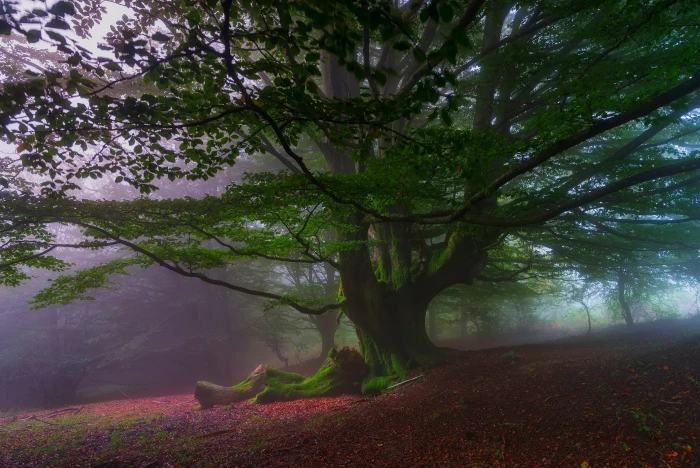 green leafed tree nature landscape trees hills leaves mist 2k