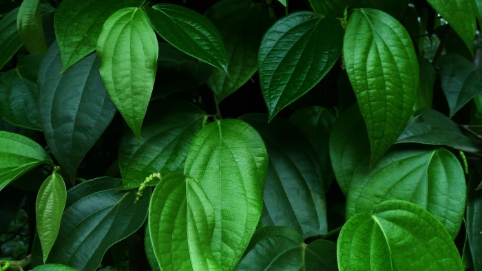 india kochi kerala tourism nature green tree leaf plant part 2k 4k