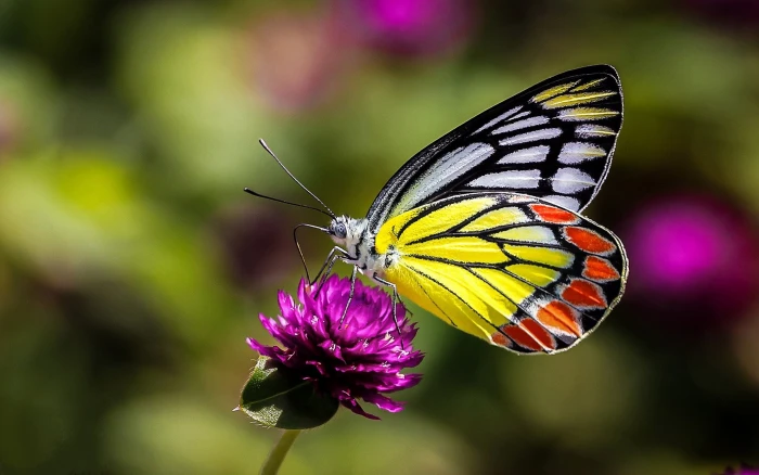 Insects Butterfly On Flower Macro Picture Ultra Hd Wallpapers For Desktop Mobile Phones And Laptop 2k 4k