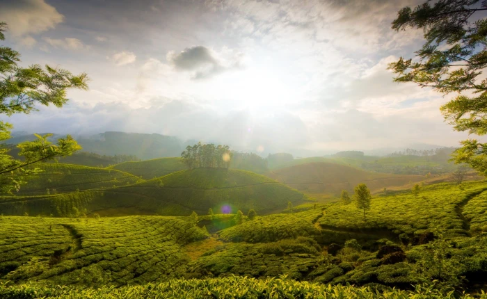 Munnar Hill India green hills Nature Landscape Asia 2k