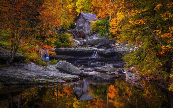 nature high resolution autumn change tree plant 2k