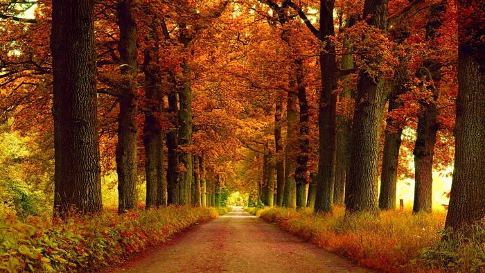 nature maple autumn alley forest tree fall landscape 2k