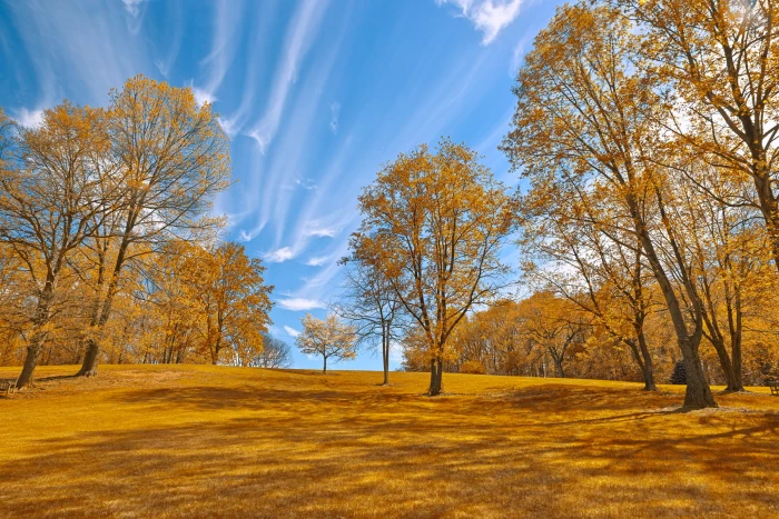 photo of trees on brown grass fields meadowlark 2k