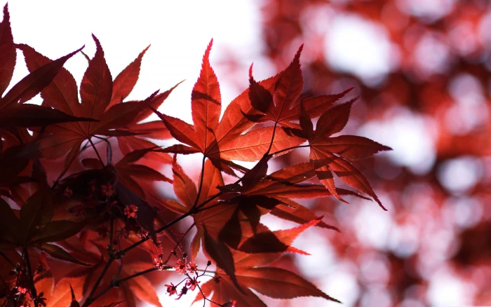 red HD Spring 2k 4k