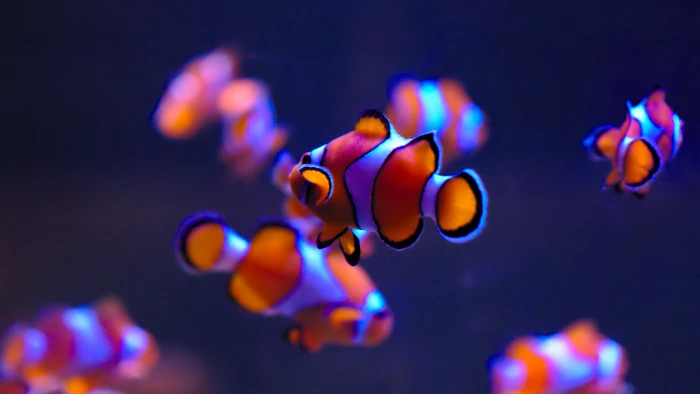 school of clown fish Ultra HD clownfish underwater Finding Nemo 2k 4k