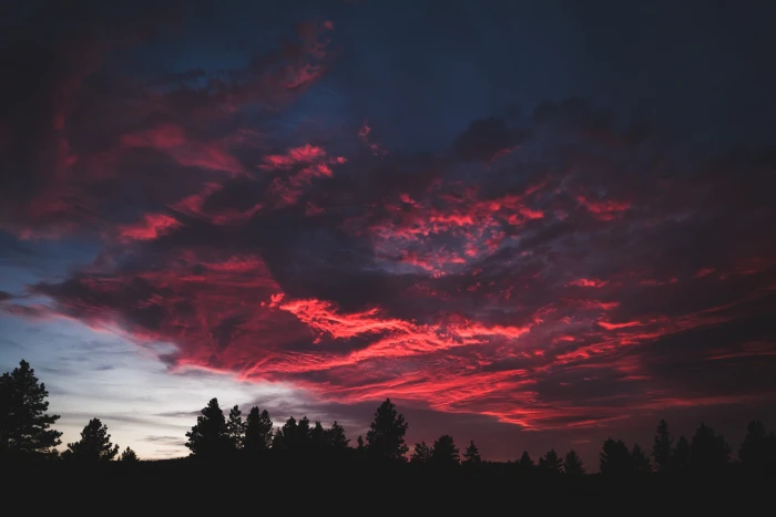 silhouette of trees illustration under red cloud during golden hour 2k 4k 5k