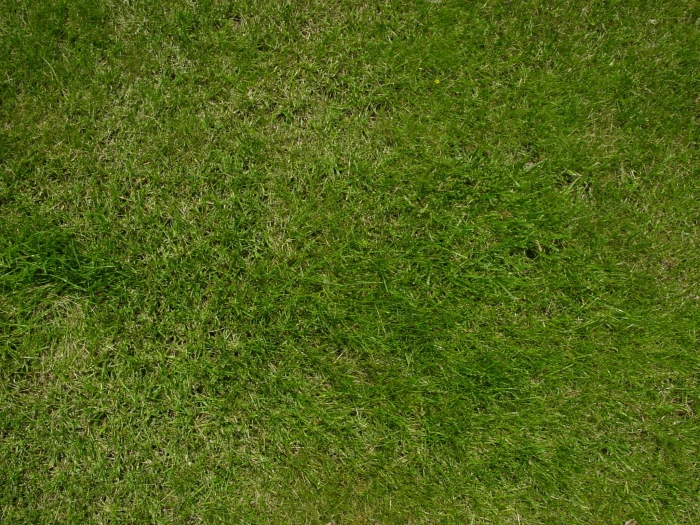 top view photo of green sod lawn grass nature outdoors texture 2k
