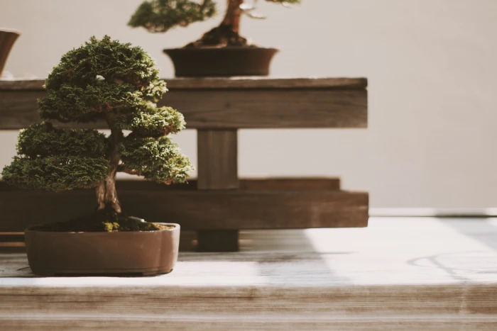 tree plant bonsai japanese garden nature potted 2k 4k 5k