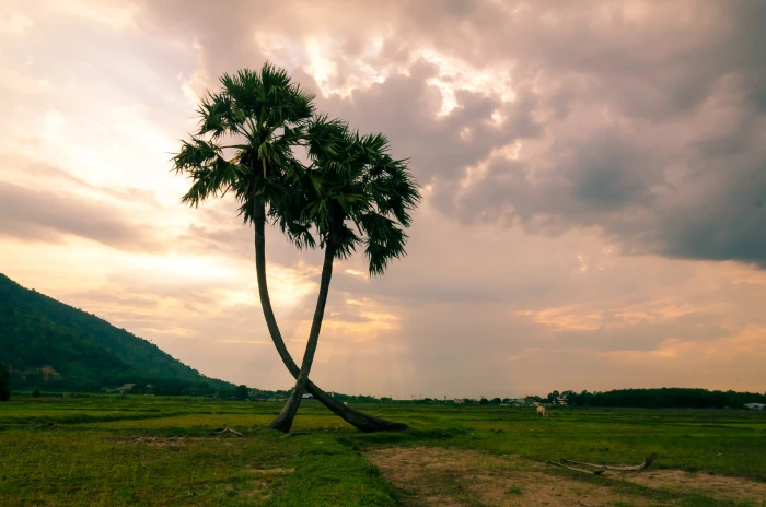 two brown trees on grass field under cloudy sky during daytime 2k 4k 5k