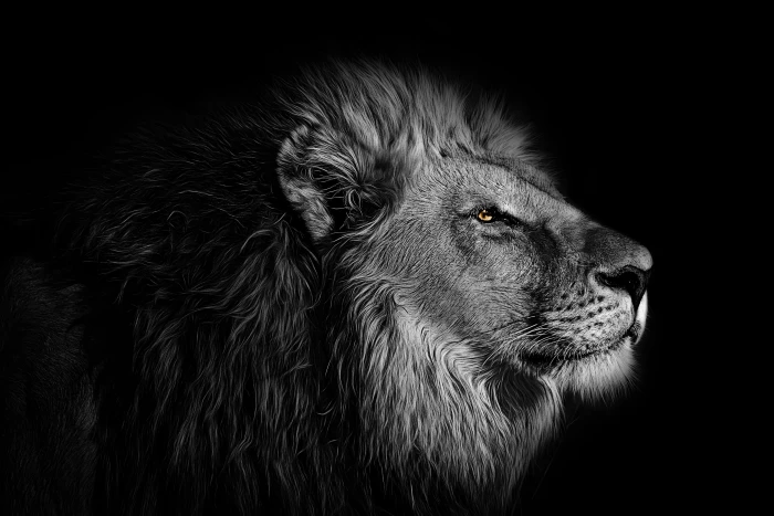 wallpaper background lion animal wild wildlife nature 2k 4k
