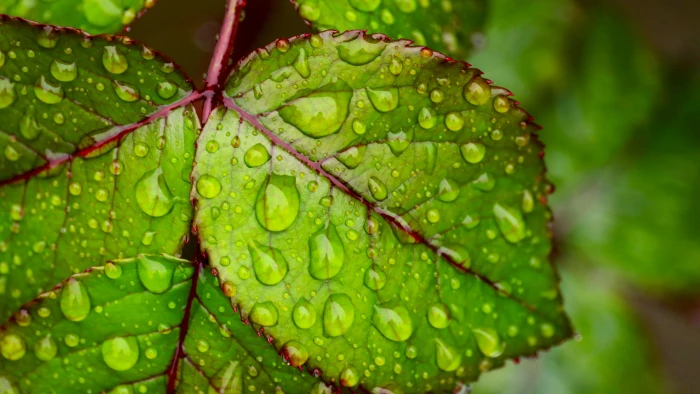 Water droplets on green leaf Ultra HD Wallpapers for Mobile phones Tablet and PC 2k 4k