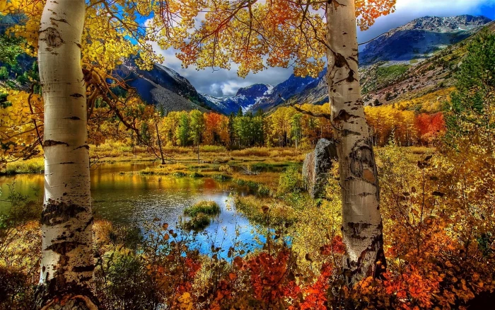 yellow and red leaf trees nature fall landscape mountains 2k