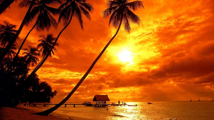 arecales palms trinidad and tobago caribbean islands beach 2k 4k