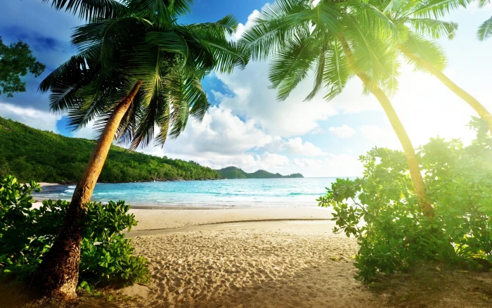 Beach landscape island sea palm trees sky clouds 2k