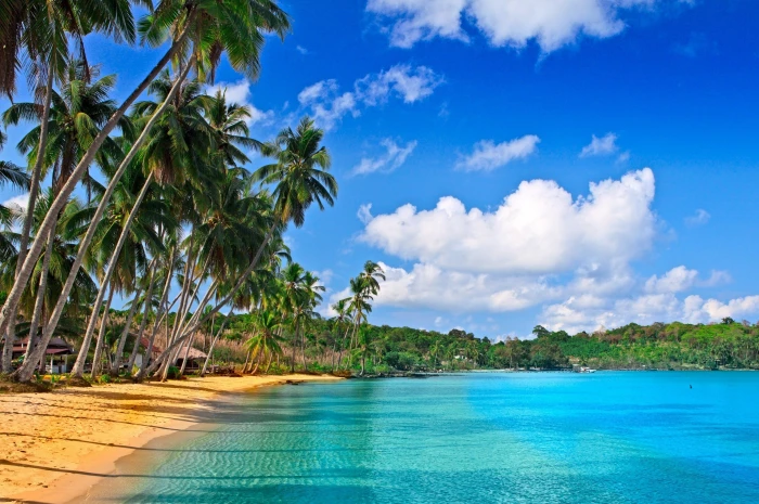 beach nature landscape palm trees sea water sky 2k