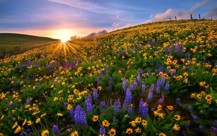 Blue Flowers Of The Lupini And Yellow On Sunflowers Mountains Peaks Sunset Landscape Sun Rays Nature 2k