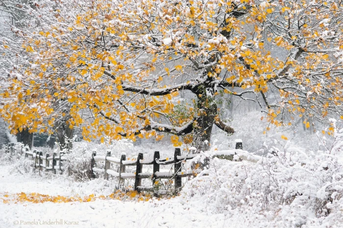 brown and gray tree winter landscape nature trees snow fence 2k
