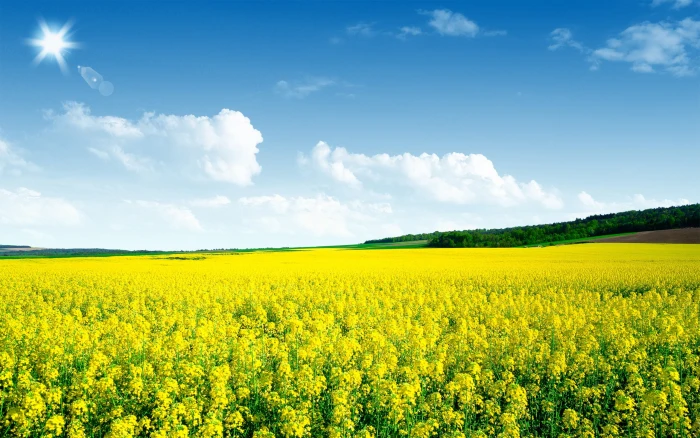 Canola flower field Nature Scenery HD Wallpaper meadow of yellow flowers 2k