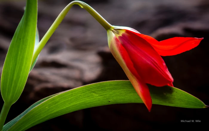 closeup photography of red Tulip flower nature plant petal 2k 4k 5k