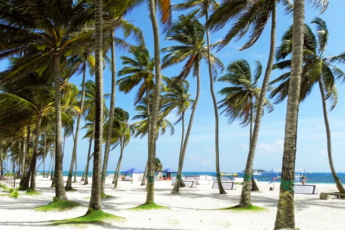 coconut trees in seashore palms palm tree sunny beach tropical 2k