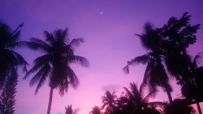 coconut trees colorful purple background palm shadow 2k 4k