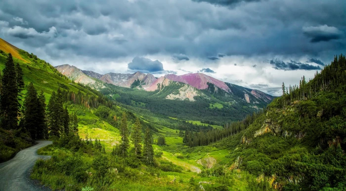 Crested Butte Gothic Road green leafed tree United States Colorado 2k