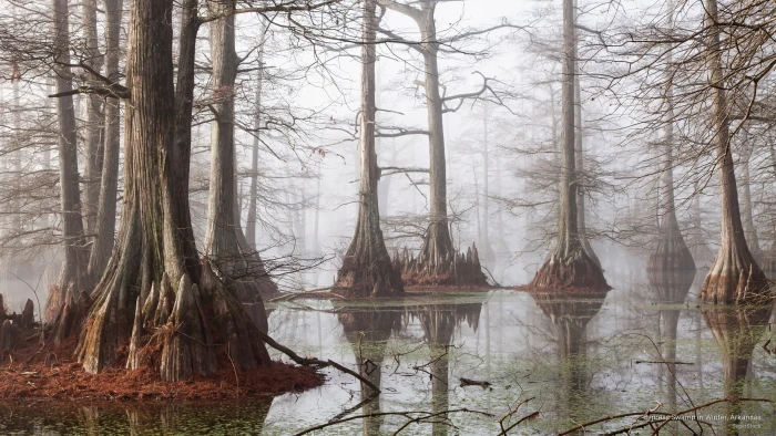 Cypress Swamp in Winter Arkansas Nature 2k