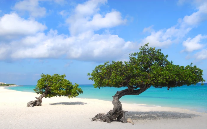 Eagle Beach Tropical Paradise In Aruba South America Hd Wallpaper 2k 4k