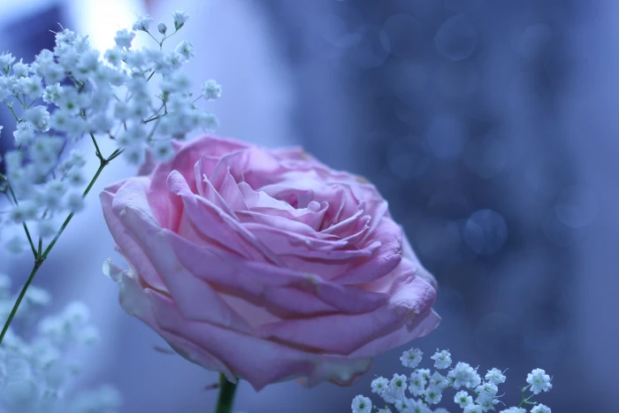 flower macro Rose 2k 4k 5k